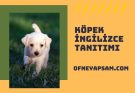 İngilizce Köpek Tanıtımı